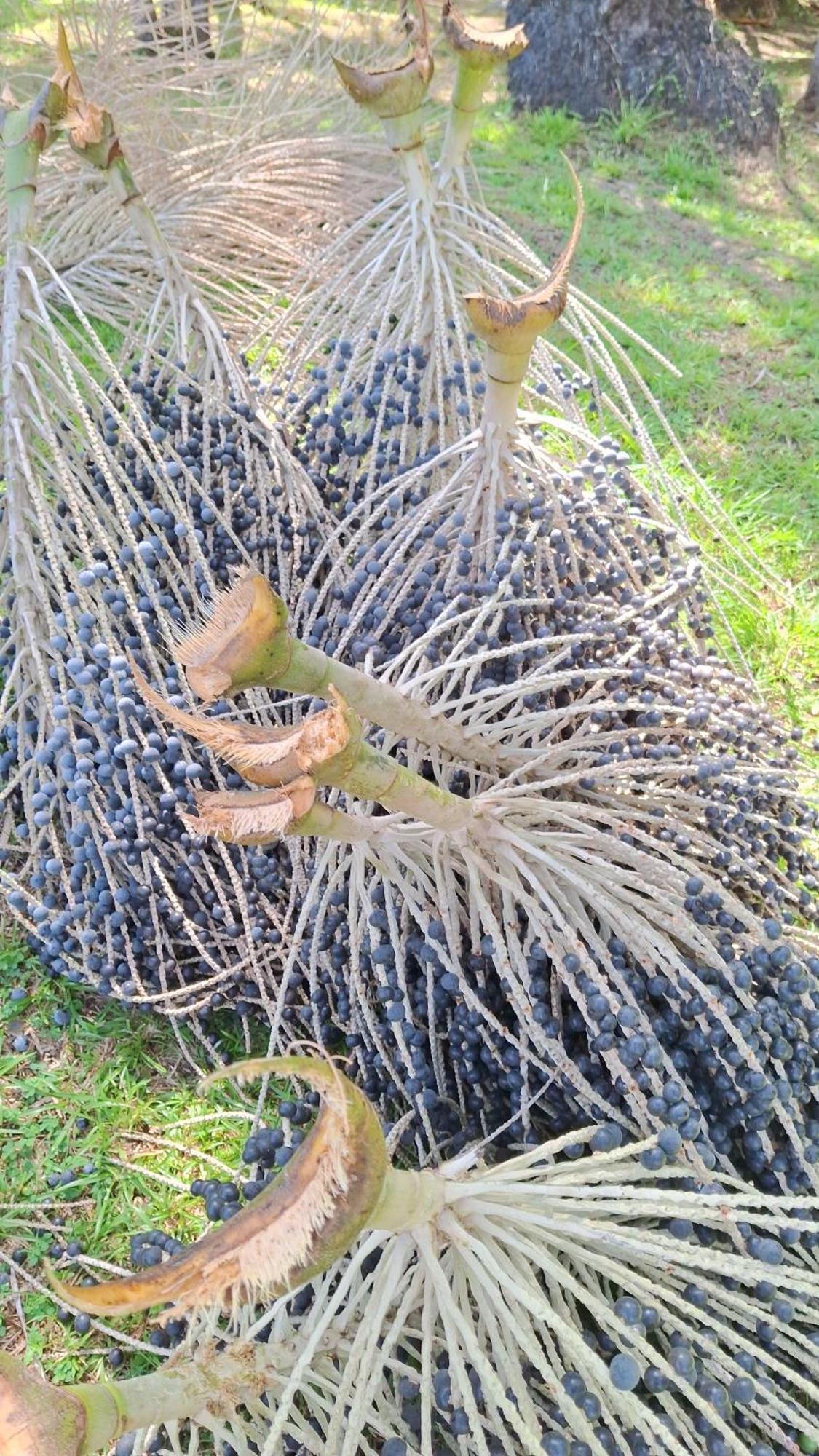 萨尔瓦特拉Casa Da Mata Marajo别墅 客房 照片